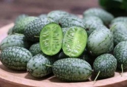 菩提树吃瓜,一场禅意与美味的邂逅