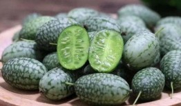 菩提树吃瓜,一场禅意与美味的邂逅