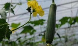 小瓜枝条怎么吃,意想不到的美味新吃法