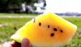 最近有什么色情吃瓜