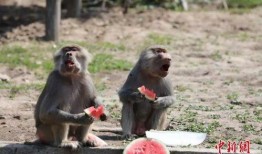 你在吃瓜打一动物,揭秘瓜农与瓜虫的奇妙关系