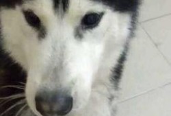 小狗吃白菜小瓜,小狗的白菜小瓜美食之旅