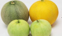 吃瓜嗓子齤,揭秘网络热词背后的趣味与内涵