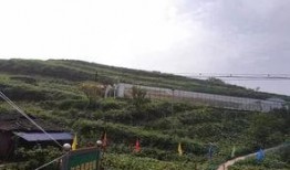 广西大新吃瓜事件,一场引发热议的乡村奇闻