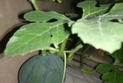 吃瓜留籽换瓜,探索瓜农的智慧传承