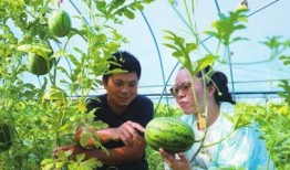 城南新区吃瓜事件,揭秘背后真相与网络舆论风暴