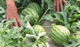 金乡吃瓜视频总结,揭秘乡村生活百态