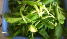 孕期吃吊瓜好吗,孕期适量食用吊瓜有益健康