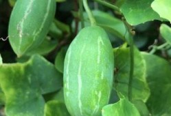 梦见吃臭赖瓜,揭秘吃臭赖瓜的神秘寓意