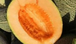 吃哈密瓜摘哈密瓜,从品尝到采摘的甜蜜之旅