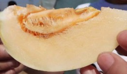 小白瓜吃哪里,揭秘其美味可口的食用部位