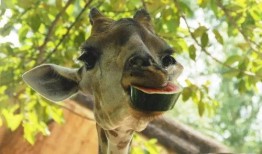 你在吃瓜打一动物,揭秘瓜农与瓜虫的奇妙关系