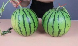 淘子吃瓜记,揭秘网络八卦背后的真实故事