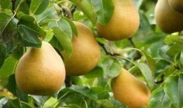 吃瓜能吃梨吗,吃瓜也能吃梨？揭秘水果界的跨界美味