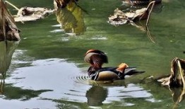 吃瓜撮合鸳鸯,鸳鸯戏水情意浓
