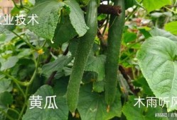 小瓜枝条怎么吃,意想不到的美味新吃法