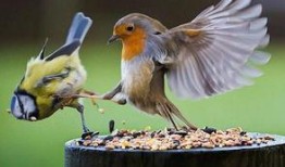 懒鸟吃瓜的意思,揭秘网络热议背后的轻松态度