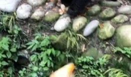 打架吃瓜的熊猫,围观群众“吃瓜”现场