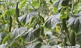 正宁县吃瓜,探寻瓜乡美食之旅