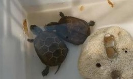 喂草龟吃瓜,喂草龟吃瓜的温馨时光