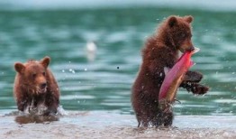 吃瓜小熊帅哥,揭秘娱乐圈的甜蜜瓜田