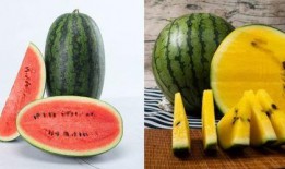 瓜都是怎么吃的