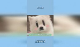 小猫吃瓜直播间,萌宠趣味，欢乐无限