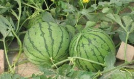 彬州吃瓜事件,一场网络热议背后的真相与反思