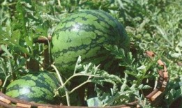 路边吃瓜的青蛙