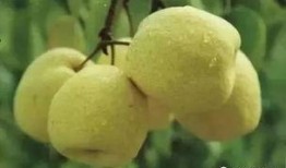 道具吃瓜梨,揭秘神秘道具背后的神奇力量