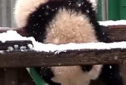 吃瓜小熊帅哥,揭秘娱乐圈的甜蜜瓜田