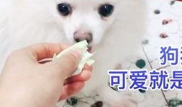 小狗吃白菜小瓜,小狗的白菜小瓜美食之旅