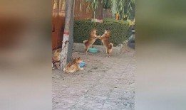 吃瓜翠花妈妈,揭秘家庭生活中的趣味与智慧