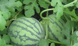 池瓜孕妇可以吃吗,池瓜孕妇食用指南