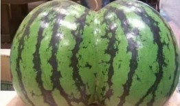 地球流浪记吃瓜,揭秘人类星际迁徙的奇幻之旅