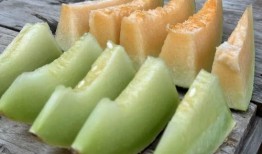 吃哈密瓜摘哈密瓜,从品尝到采摘的甜蜜之旅