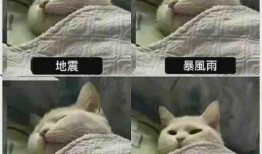 豚豚吃瓜什么梗,揭秘娱乐圈那些不为人知的秘密