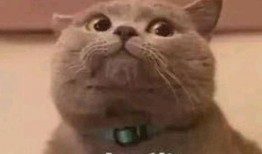 吃瓜表情包猫咪,猫咪版表情包大揭秘