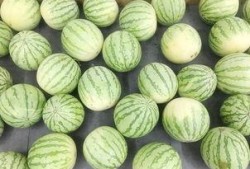 吃瓜真的假的,是真是假，一探究竟