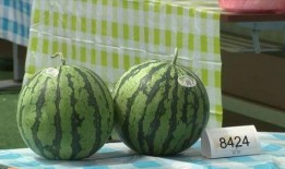 嘉兴离婚吃瓜视频,一场吃瓜群众的视觉盛宴