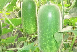 吃瓜的小孟,揭秘娱乐圈那些事儿