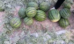 石头瓜可以收瓜吗怎么吃,石头瓜的收获与美味食用指南