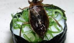 吃蜜瓜的昆虫,探寻食蜜瓜昆虫的奇妙世界