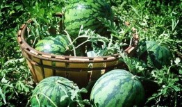 梦见果园摘瓜买瓜吃