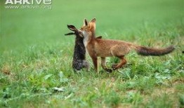 赤城赤狐吃瓜视频,揭秘野生狐狸的趣味生活