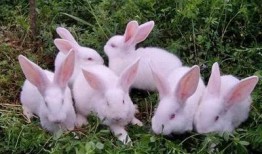 兔子吃云南小瓜叶,兔子美食之旅