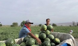 荔枝湾吃瓜,品味传统与休闲的完美融合