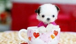 茶杯犬吃瓜,一场甜蜜的消暑盛宴