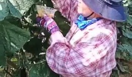 吃瓜翠花妈妈,揭秘家庭生活中的趣味与智慧