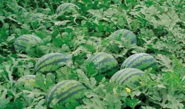 月影卫转头吃瓜,揭秘幕后风云